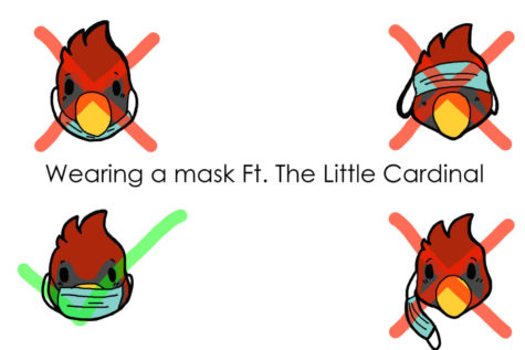 Once again, the little Cardinal who could demonstrates proper mask use. 