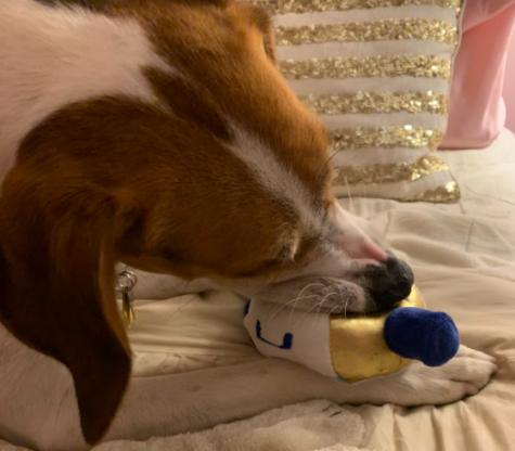 The authors dog, Cooper, enjoys a Hanukkah themed dreidel chew toy.